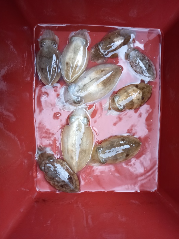 551d5908b6bd776c8c25262e68e1579b_1788261236_384.jpg