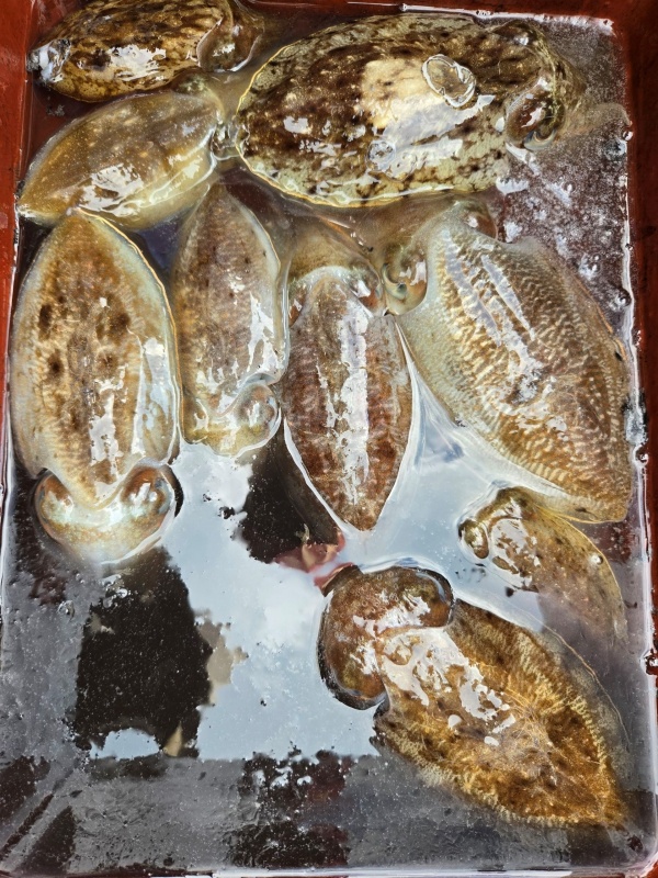 90139fde86d045a2674665277807724b_1792235419_924.jpeg